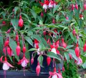 fushia madame cornelissen.JPG